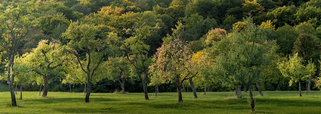 草で覆われたフィールドのワイドショットと、日中にキャプチャされた美しい木でいっぱい