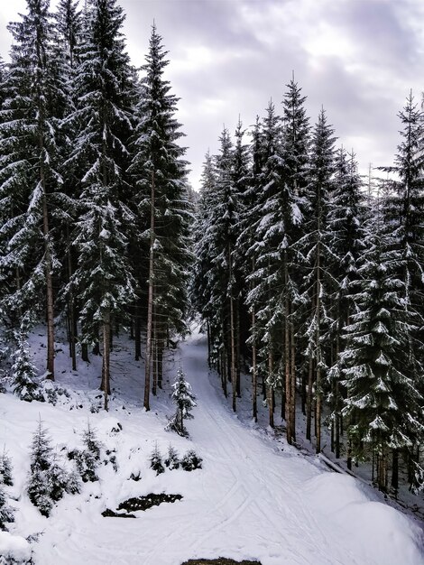 Wide shot of a forest full of pine trees with a blue sky in winter