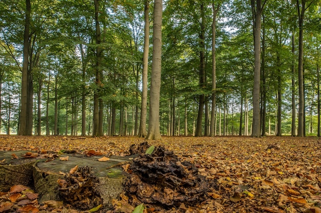 Wide shot of a forest full of tall trees on a cloudy day