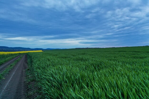 Wide shot of a grass field near a pathway with beautiful blue sky