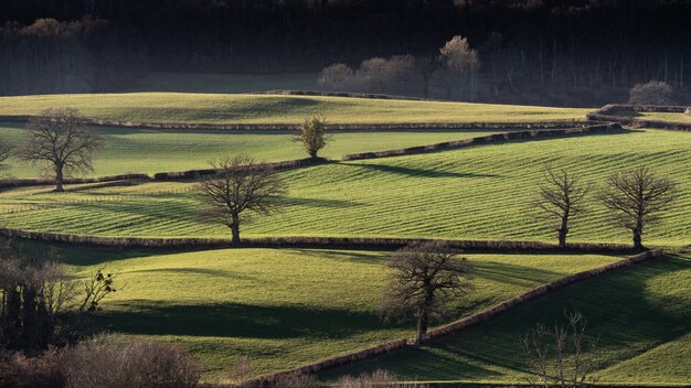 Wide shot of grassy fields with leafless trees at daytime