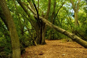 Wide shot of green trees and a fallen tree in a forest