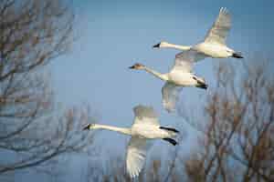 Free photo wide shot of a group of tundra swans flying and migrating in a cloudy sky