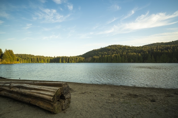 Wide shot of a huge tree trunk near lake surrounded by trees under a blue sky