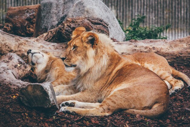 Wide shot of a lion and lioness lying on a brown rocky surface