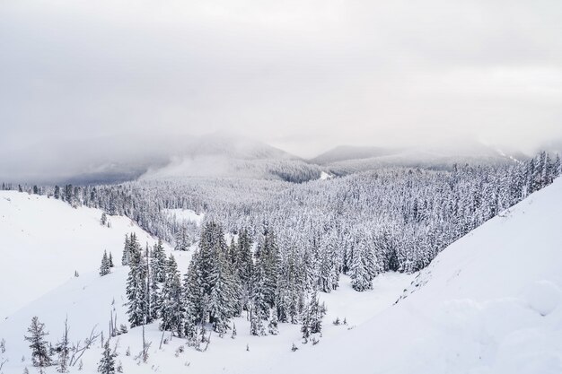 Wide shot of mountains filled with white snow and lots of spruces under a sky