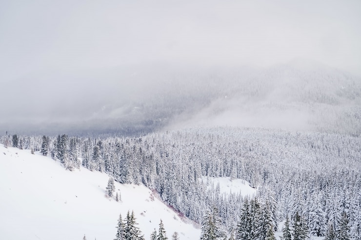 Free Photo wide shot of mountains filled with white snow and tons of spruces