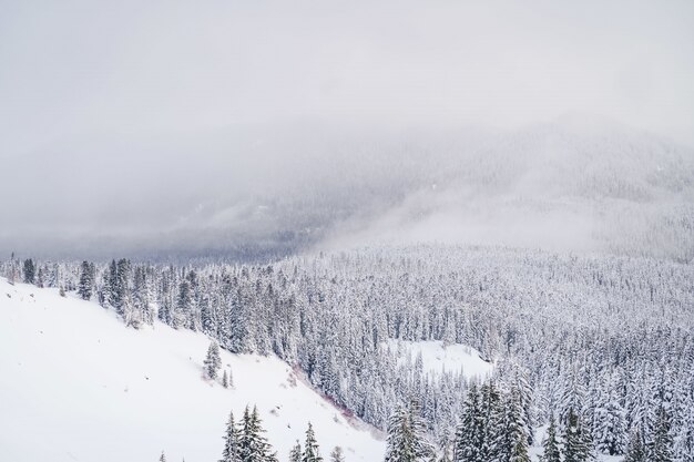 Wide shot of mountains filled with white snow and tons of spruces