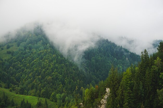 Wide shot of mountains full of trees surrounded by thick fog on  a cold day