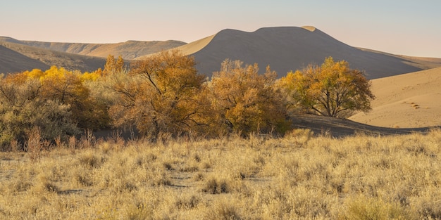 無料写真 乾燥した茂みと砂丘と砂漠の昼間のワイドショット