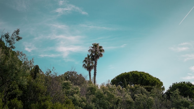 Wide shot of palm trees and green plants under a clear blue sky