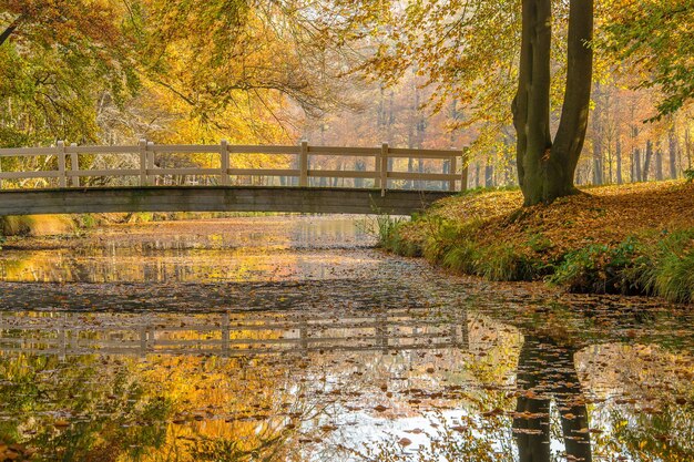 Wide shot of a park with a calm lake and a bridge surrounded by  trees