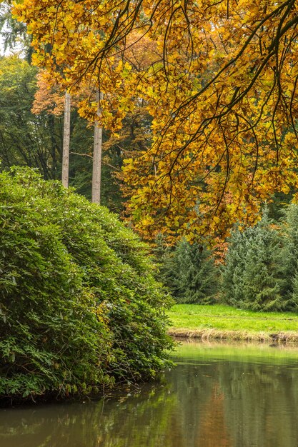 Wide shot of a park with a giant shrub and trees in the area