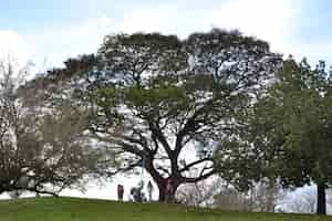 Foto gratuita panoramica della gente che oscilla da un ramo dell'albero della vita