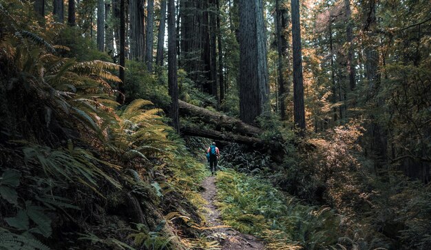 Wide shot of a person walking around a narrow pathway in the middle of trees and plants in a forest