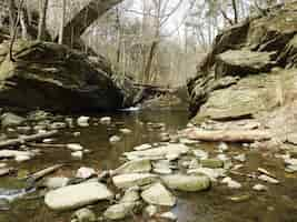 Foto gratuita panoramica di un fiume circondato da alberi spogli con molte rocce