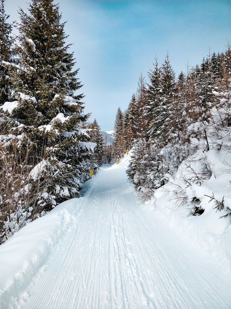 Free Photo wide shot of a road surrounded by pine trees with a blue sky in winter