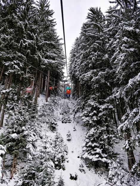 Wide shot of ski lifts surrounded by pine trees