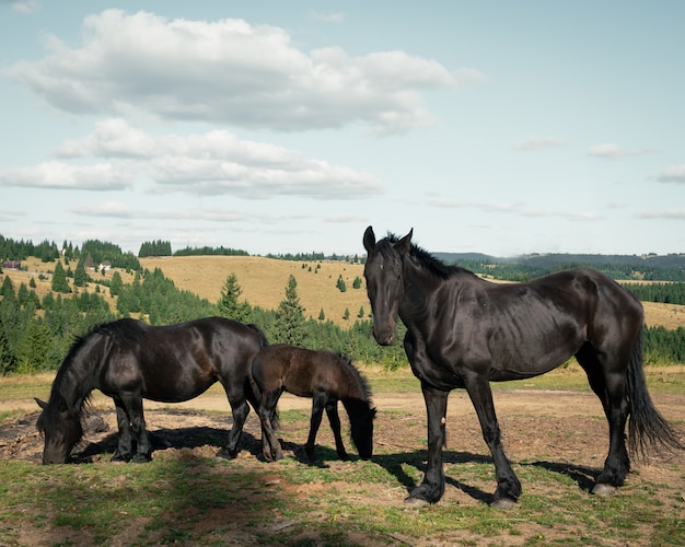 Wide shot of three black horses in the field surrounded by small fir trees under the cloudy sky