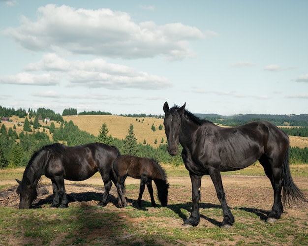 Широкий выстрел из трех черных лошадей в поле в окружении небольших елей под облачным небом