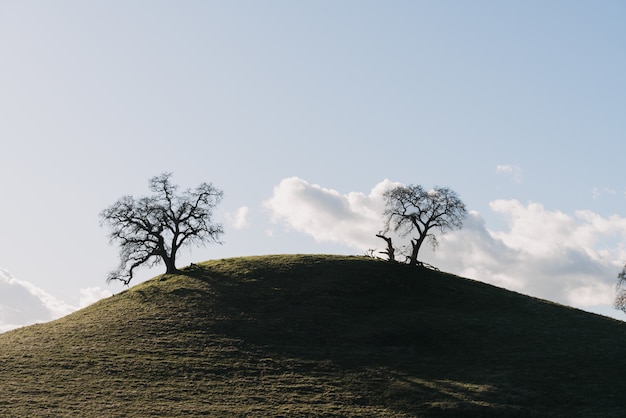 Wide shot of trees on a green hill under a clear sky with white clouds