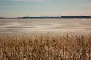 Free photo wide shot of wheat field near a sandy shore with mountain in the distance under a clear sky