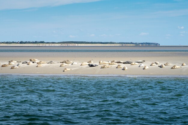 Wide shot of wild beautiful cute seals in a herd resting at the coast of a sandy beach
