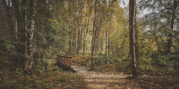 Wide shot of a wooden bridge in the middle of a forest with green and yellow leafed trees