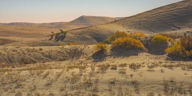 Wide shot of yellow leafed plants  in the desert with sand dune and mountain