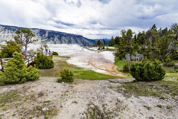 Wide shot of Yellowstone national park full of green bushes and trees