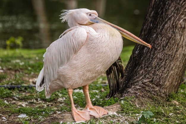 Rosy Pelican Images Free Vectors Stock Photos Psd Rosy Pelican Images Free Vectors Stock Photos Psd