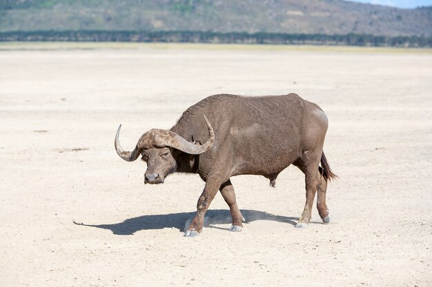 Дикий африканский бизон. Кения, Африка