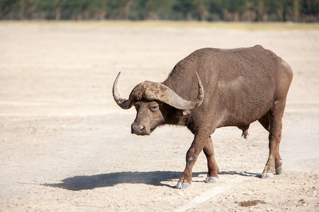 Дикий африканский буйвол. Кения, Африка