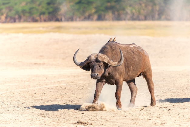 Дикий африканский буйвол в саванне
