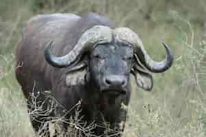 Foto gratuita bufalo africano selvatico