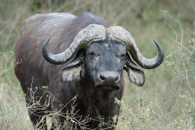 野生のアフリカスイギュウ