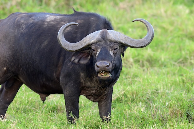 Wild African buffalo