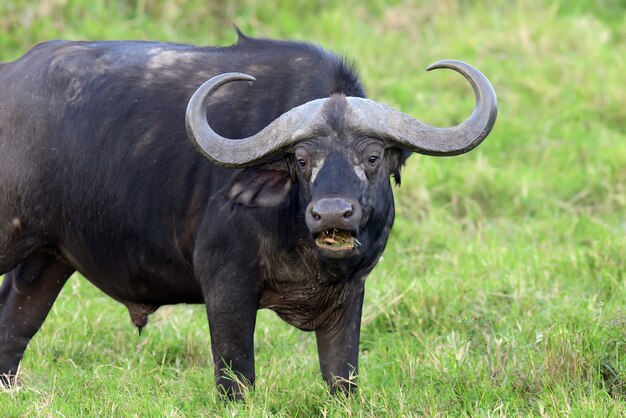 Дикий африканский буйвол
