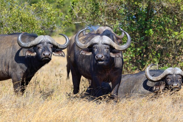 Wild African buffalos