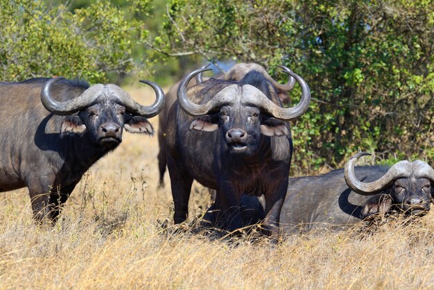 Дикие африканские буйволы