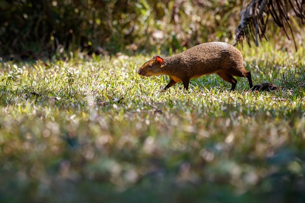 wild agouti close up in the nature habitat