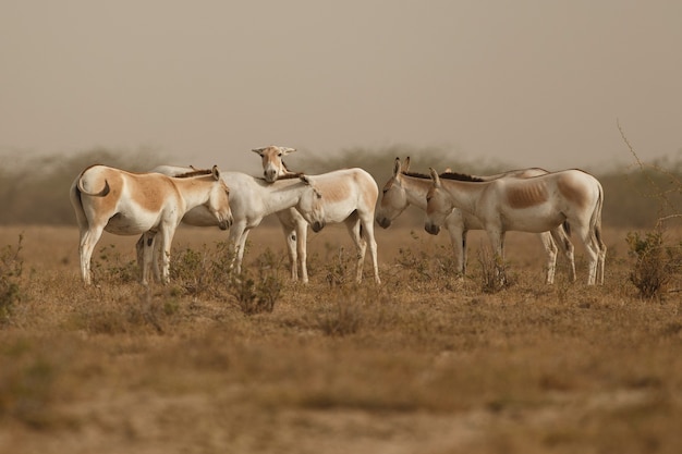 Foto gratuita asini selvatici nel deserto