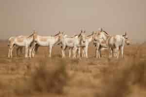Foto gratuita asini selvatici nel deserto
