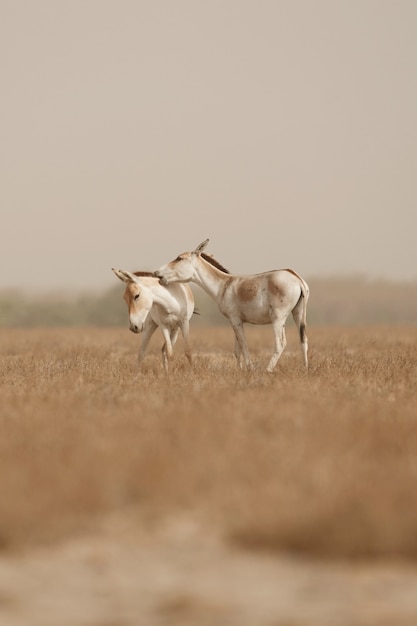 wild asses in the desert