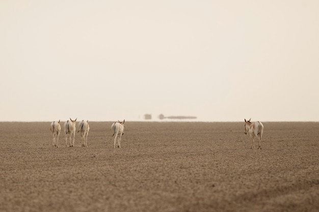 wild asses in the desert