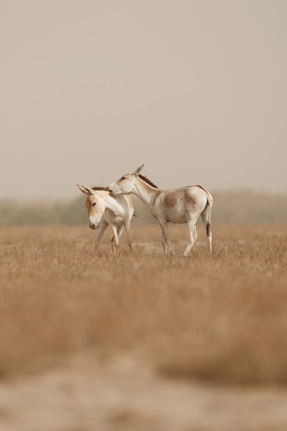 Бесплатное фото Дикие ослы в пустыне