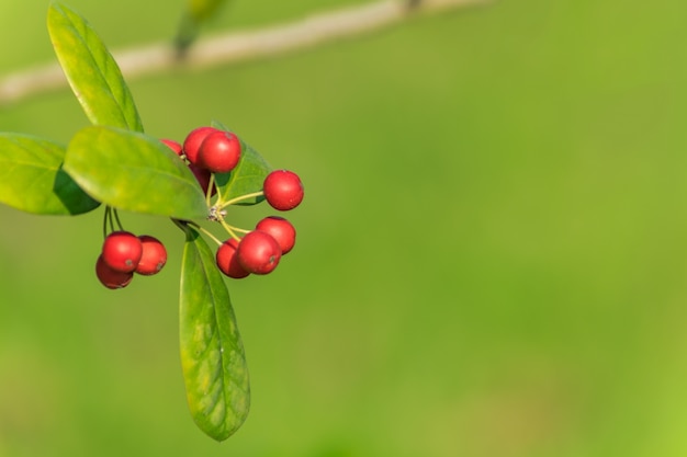 Free photo wild autumn ripe medicinal cranberry