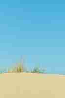 무료 사진 모래 언덕 해변 휴가 아이디어 배경 또는 광고용 화면 보호기의 꼭대기에 있는 야생 해변 수직 샷 모래와 밝은 파란색 여름 하늘 잔디