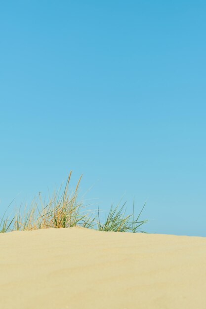 모래 언덕 해변 휴가 아이디어 배경 또는 광고용 화면 보호기의 꼭대기에 있는 야생 해변 수직 샷 모래와 밝은 파란색 여름 하늘 잔디