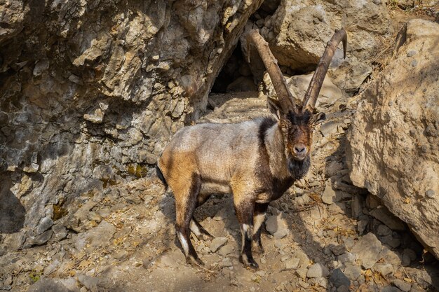 自然生息地の野生のベゾアールヤギBezoaribex Capra aegagrus